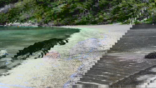 A black dog on a beach with a log in the water.