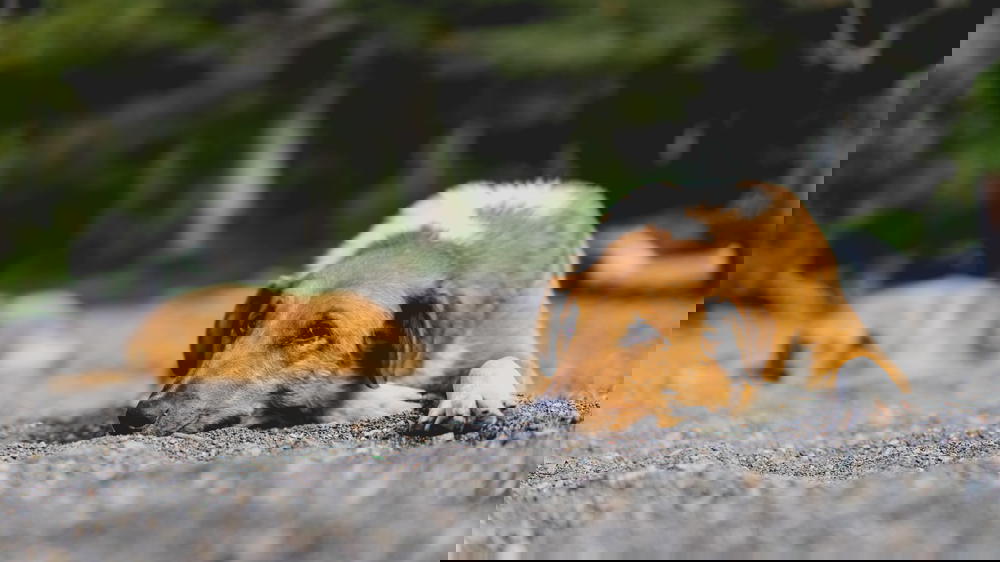 Two brown and white dogs laying on the ground.