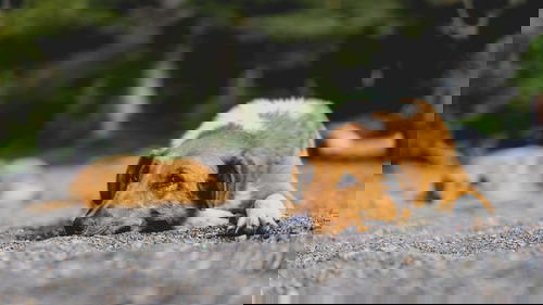Two brown and white dogs laying on the ground.