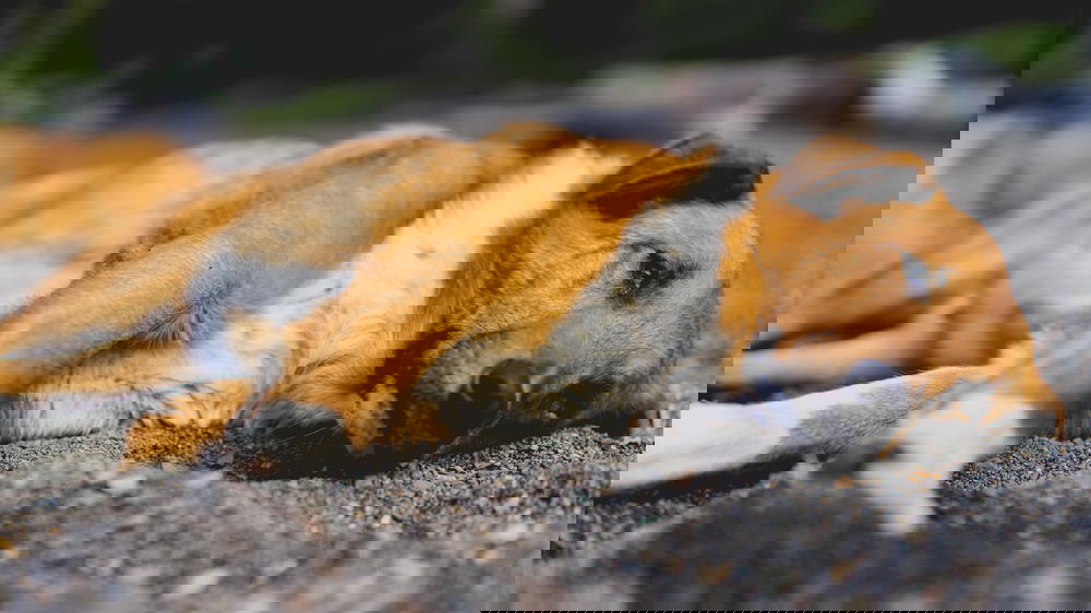 A brown and white dog laying on the ground.