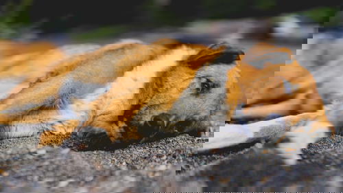 A brown and white dog laying on the ground.