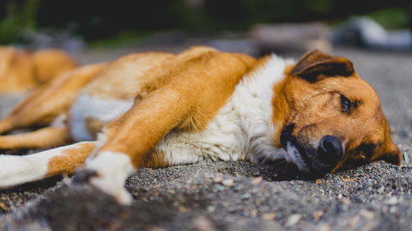 10 Photos of Cute Dogs in Patagonia