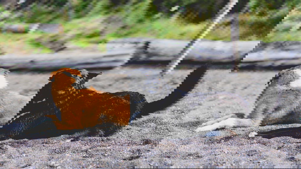 Two dogs laying on the sand.