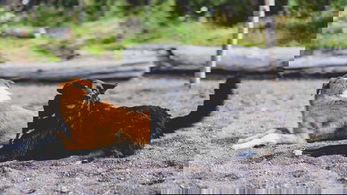 Two dogs laying on the sand.