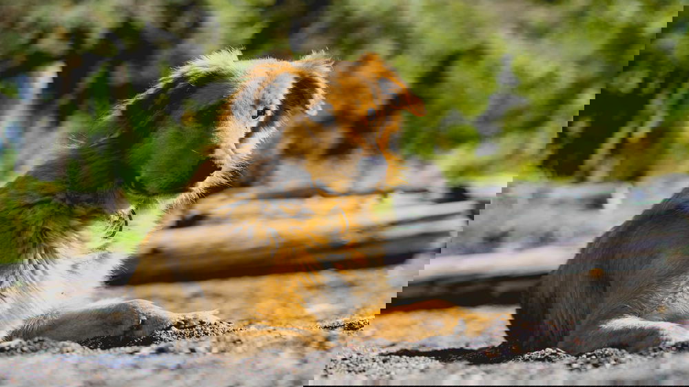 A brown dog laying on the ground.
