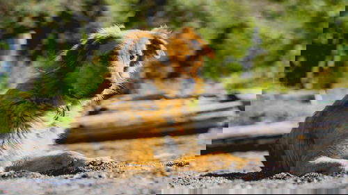 A brown dog laying on the ground.
