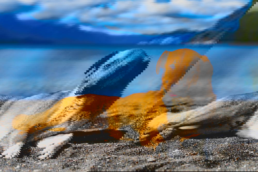 A brown and white dog laying on the sand.