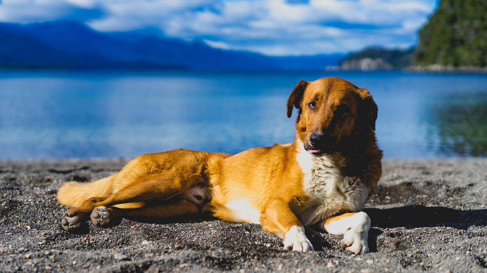 A brown and white dog laying on the sand.