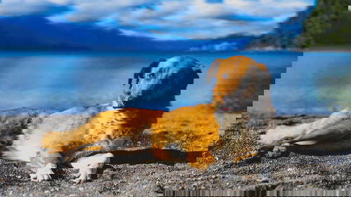 A brown and white dog laying on the sand.