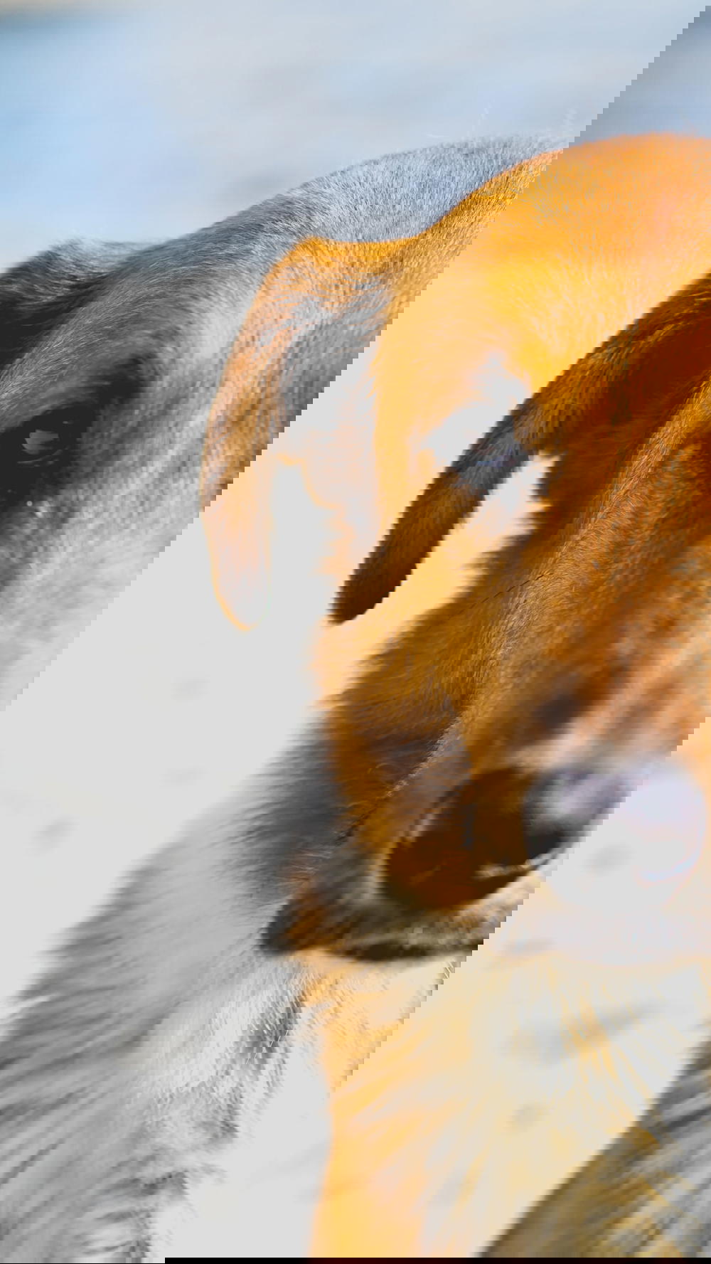 A brown and white dog looking at the camera.