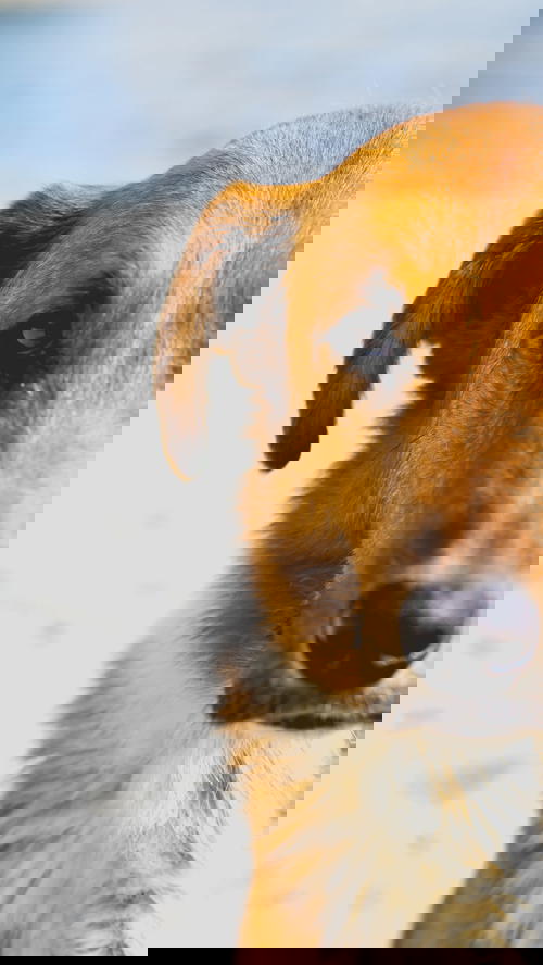 A brown and white dog looking at the camera.