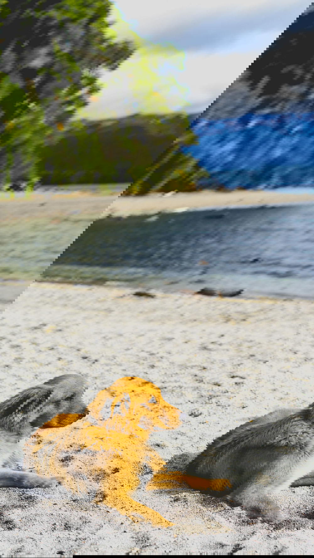 A dog laying on the sand next to a body of water.