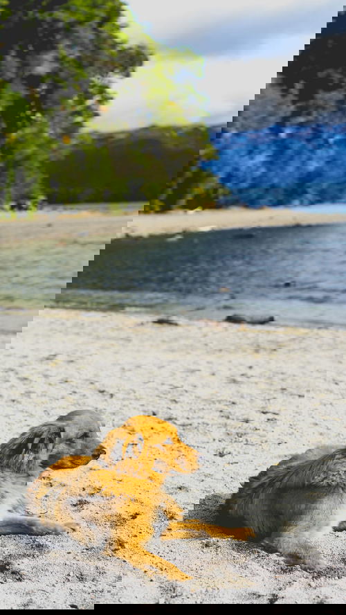 A dog laying on the sand next to a body of water.