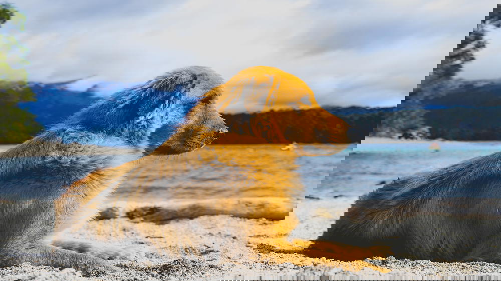 A dog is sitting on the sand.