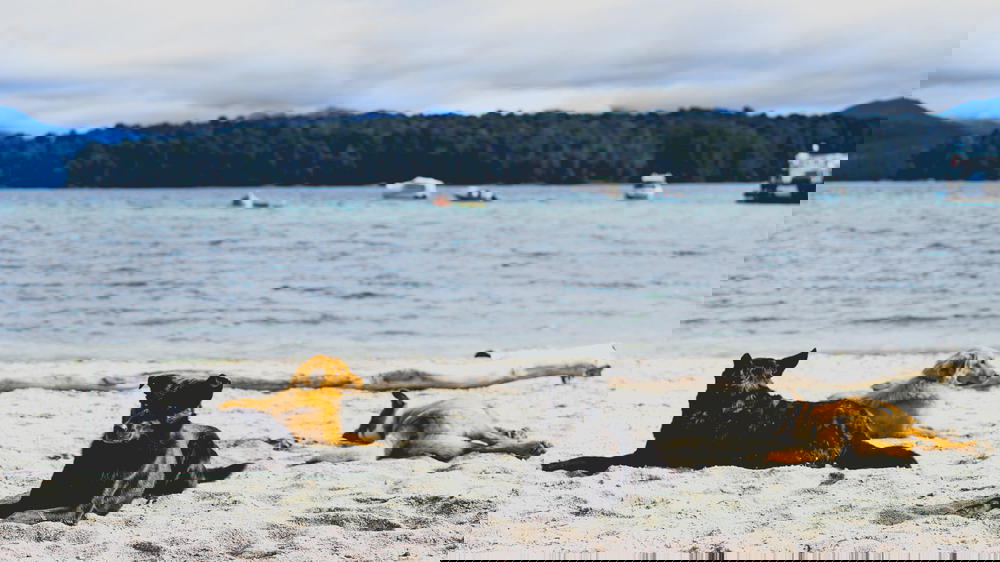 A group of dogs laying on the sand in front of a body of water.