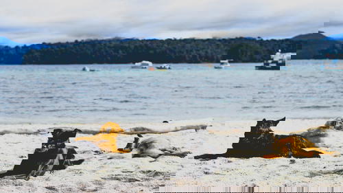 A group of dogs laying on the sand in front of a body of water.