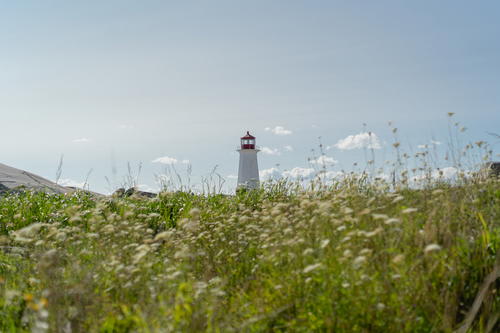 A view of Peggy's Cove Lighthouse with grass and plants in the foreground.