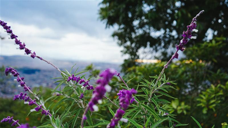 Purple flowers on a hill overlooking a city.