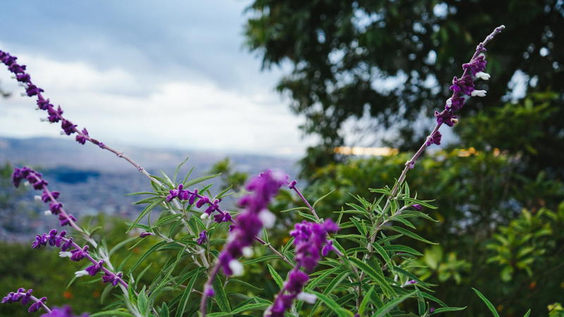 Purple flowers on a hill overlooking a city.