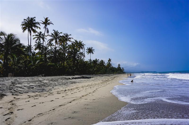Beach with long waves and palm trees in Colombia