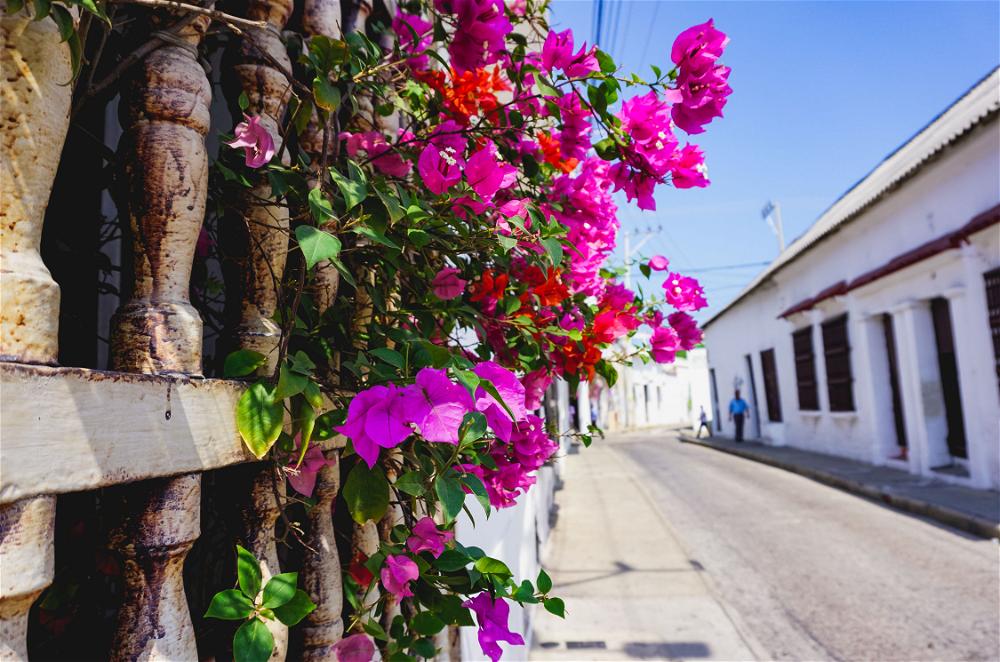 Flowers in a wall in Colombia