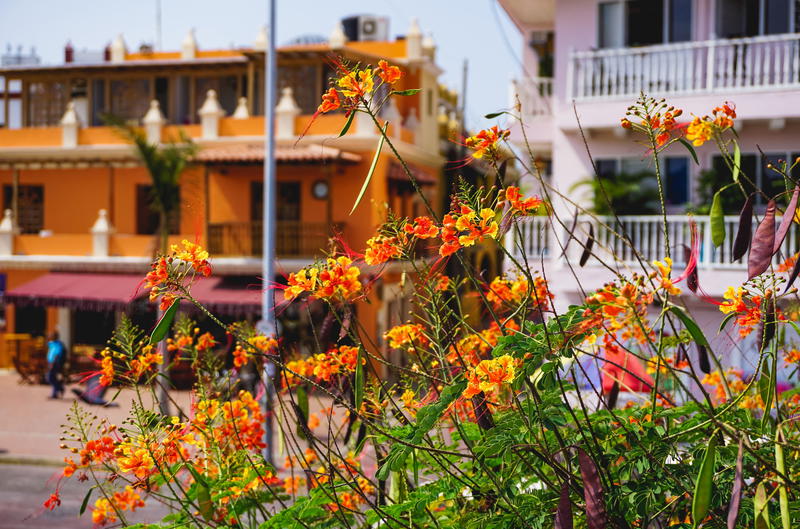 Orange flowers in Colombia