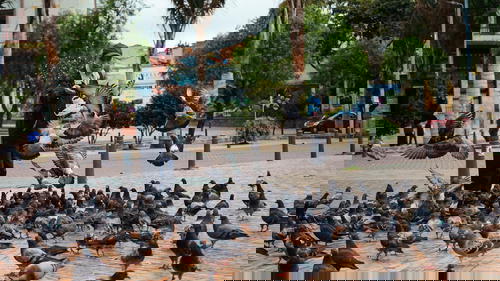 A man feeding pigeons on a sidewalk.