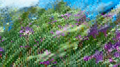 Some purple flowers are growing in the grass.