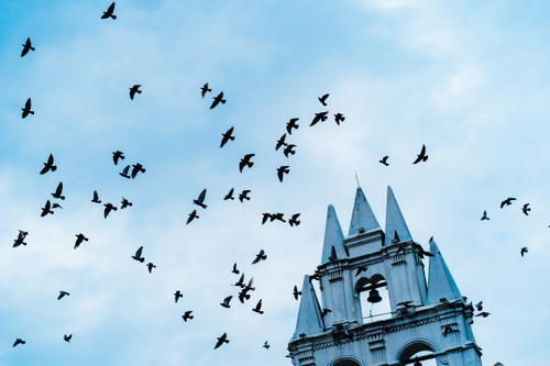 A flock of birds flying over a church steeple