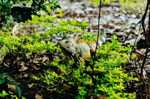 An iguana in the middle of a field of green plants