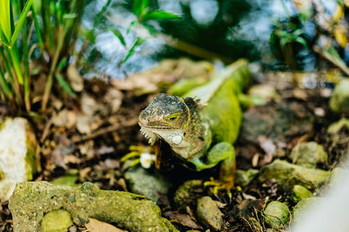 A small lizard is sitting on the ground