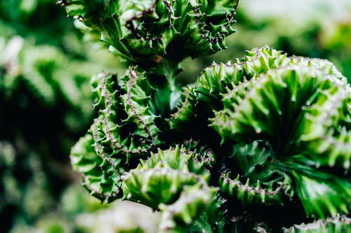 A close up of a green plant