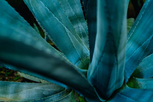 A close up of a plant with very large leaves