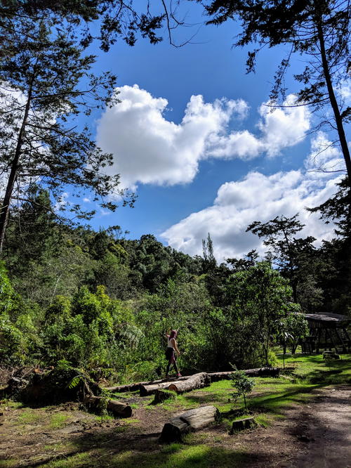 A man walking through a lush green forest
