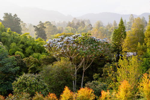 A forest filled with lots of trees and bushes