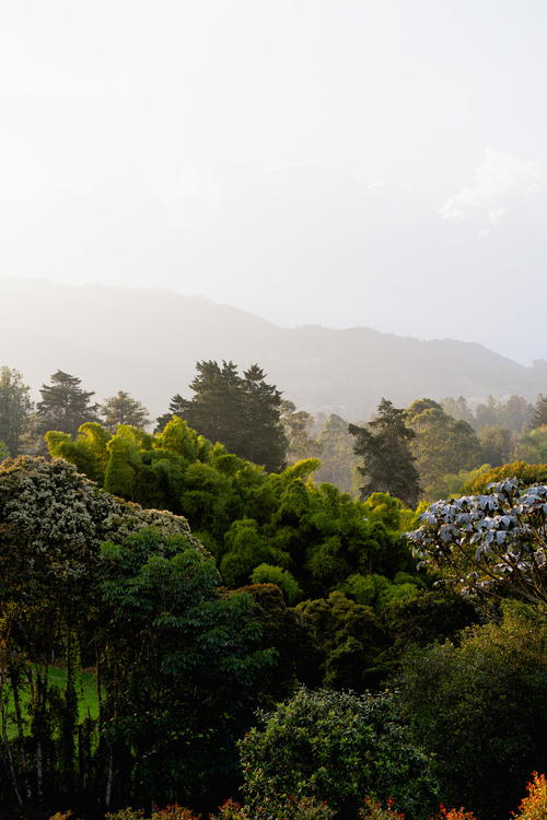 the trees are green with rolling hills in el-retiro, colombia