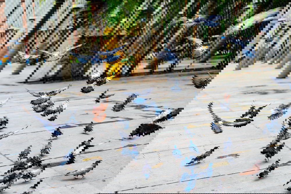 A group of pigeons flying in the air.