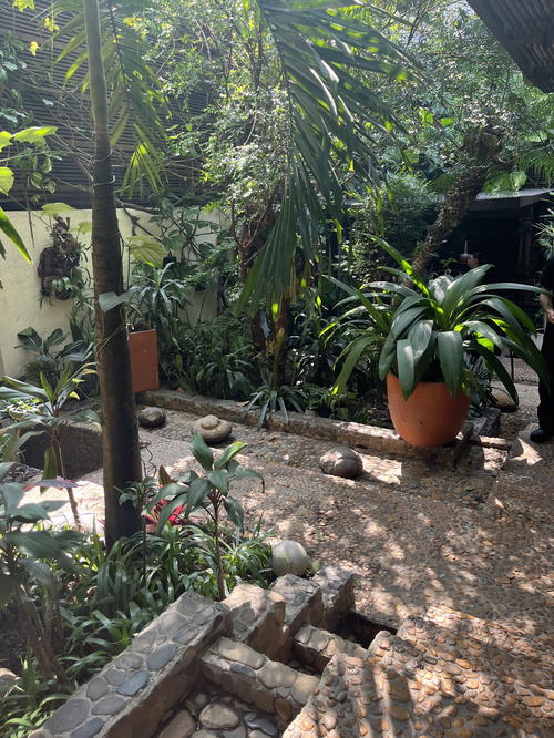 a garden filled with lots of plants and rocks
