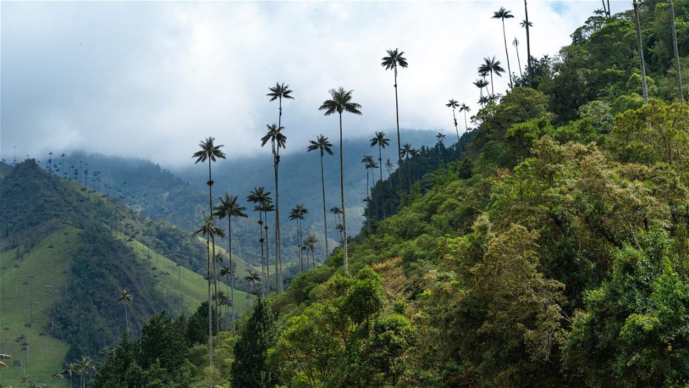 Palm trees on a mountainside in colombia.