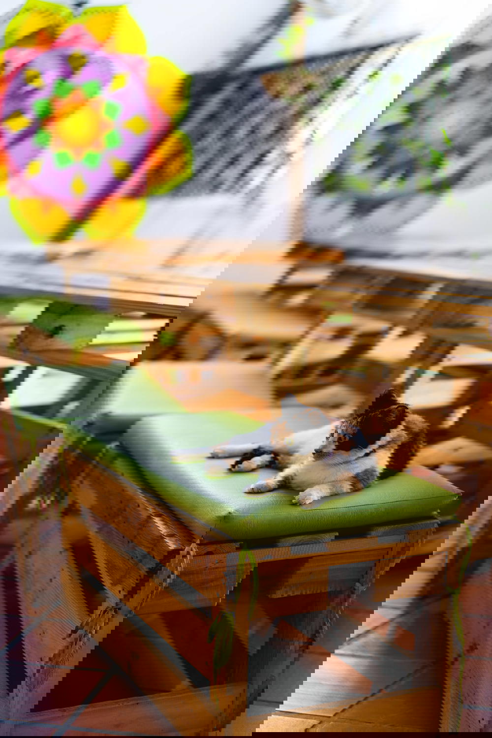 Cat laying on green bench pads on wooden benches