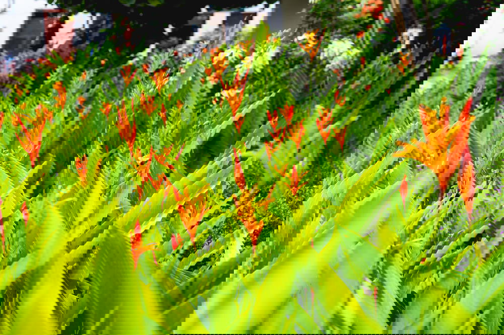 Flowers in the main square in Santa Fe de Antioquia, Colombia