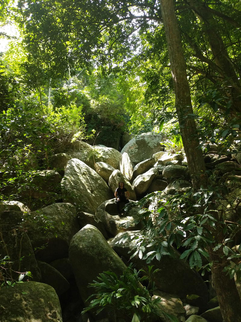 The sun is shining on the rocks in the forest.