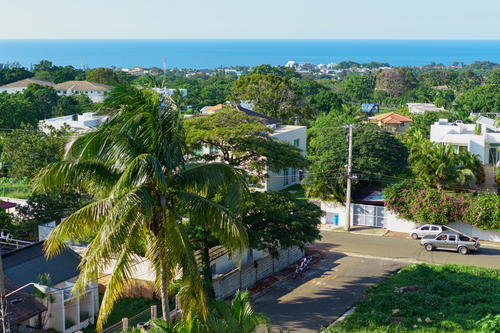 A palm tree in the middle of a street in The Dominican Republic.