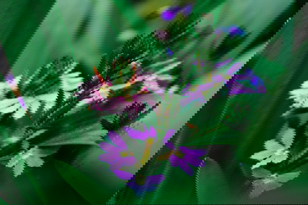 A close up of a purple flower with green leaves.