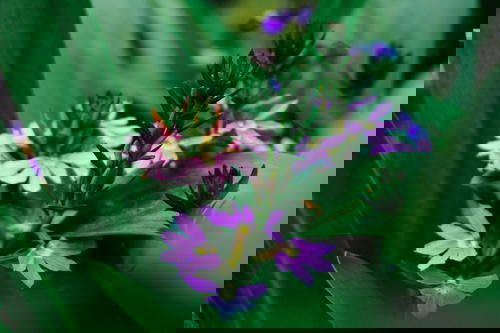 A close up of a purple flower with green leaves.