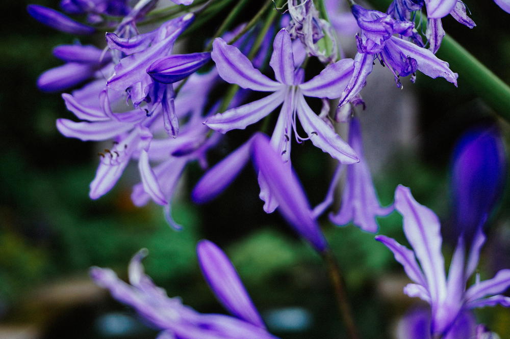 A close up of purple flowers in a garden.