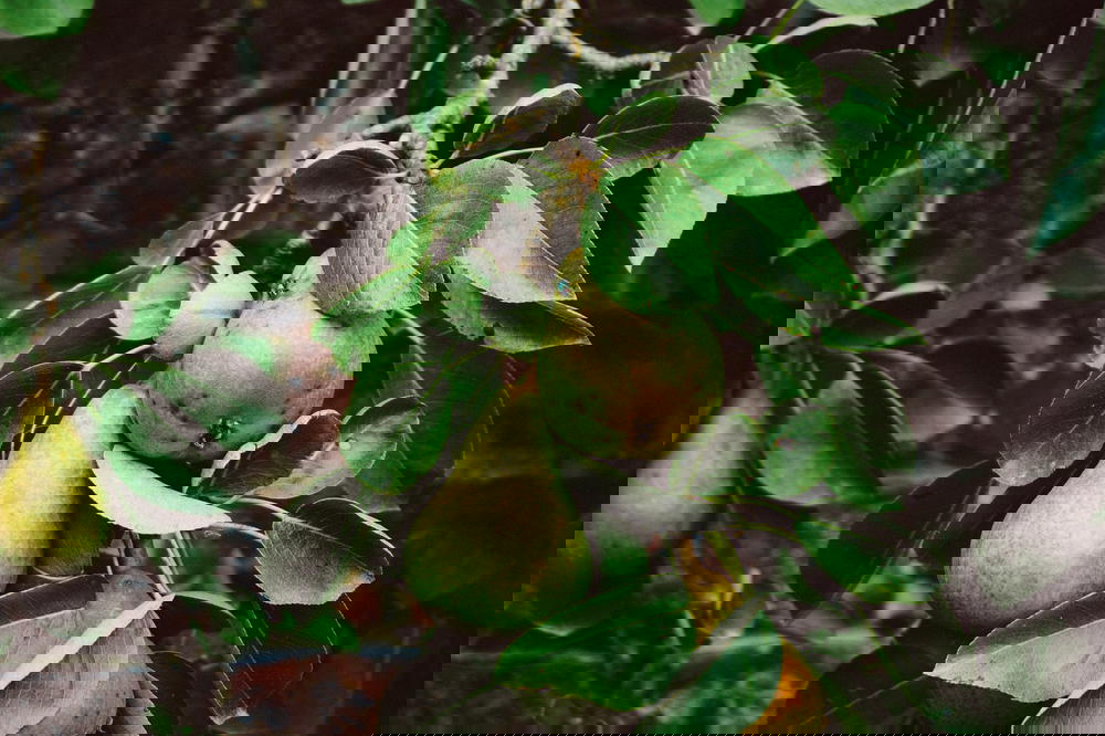 Pears on a tree branch with green leaves.