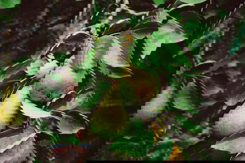 Pears on a tree branch with green leaves.