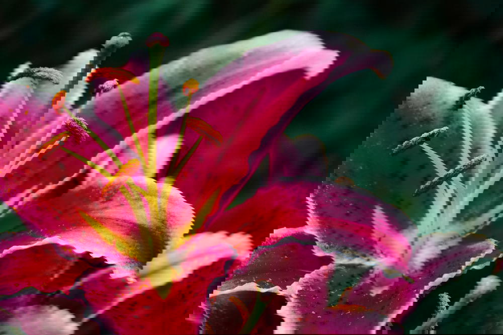 A close up of a pink lily flower.