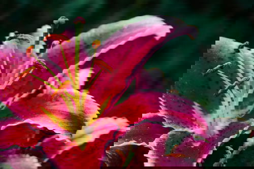 A close up of a pink lily flower.